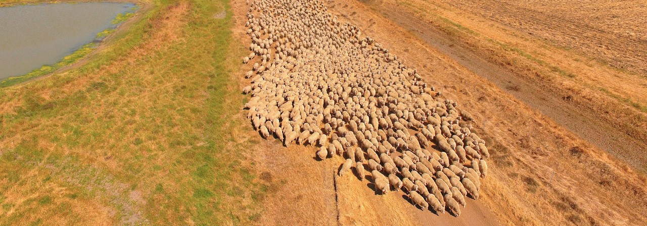 sheeps in field