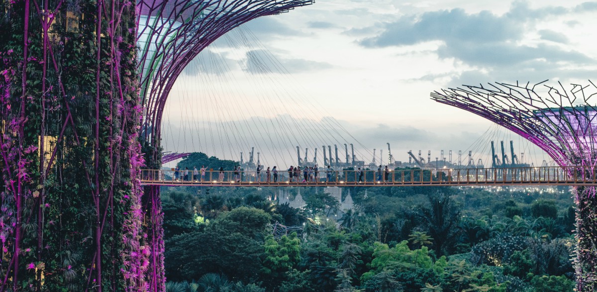 singapore super tree with suspension bridge